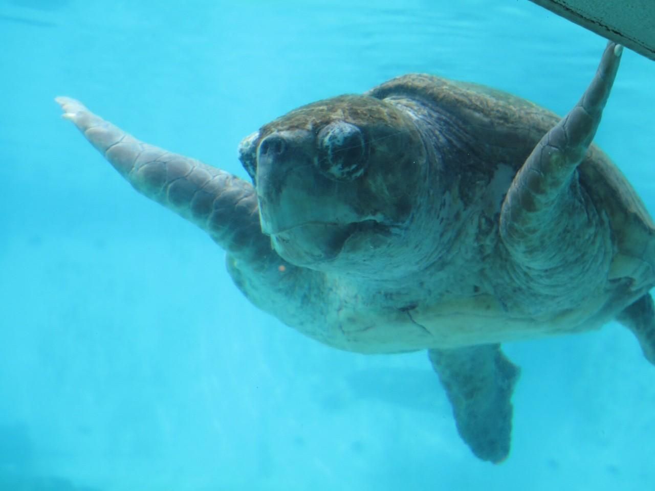Other